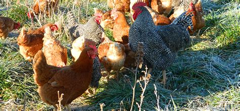 WRY TAIL – Small and backyard poultry .